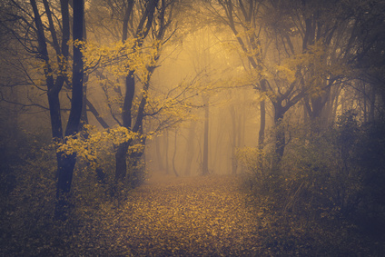 Mysterious foggy forest with a fairytale look
